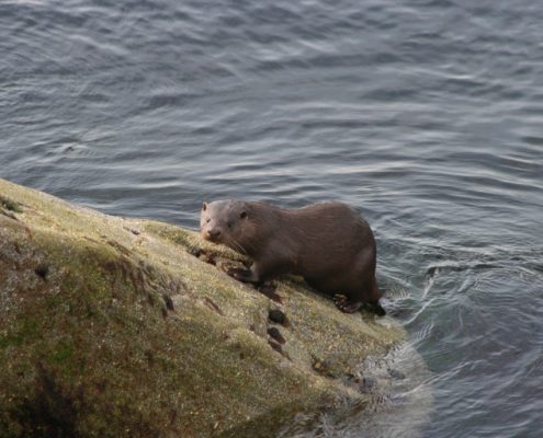 Morar Trek & Cruise.